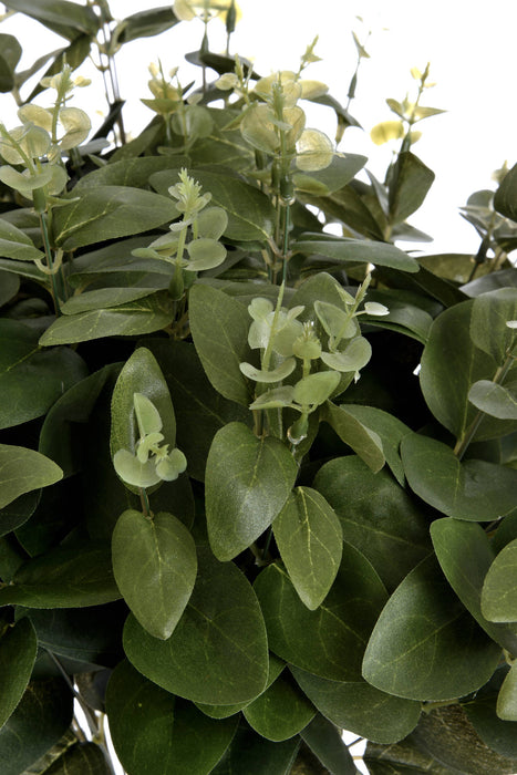 Cineraria Eucalyptus Spray