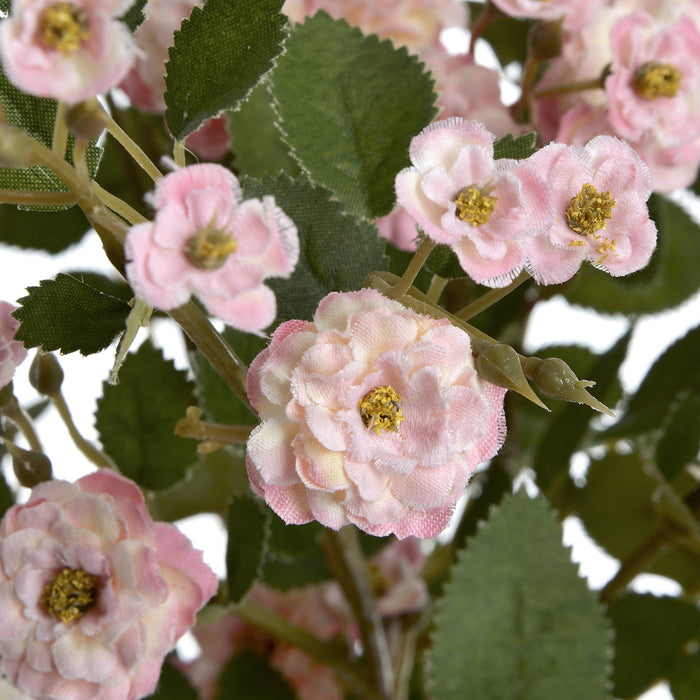 Pink Wild Meadow Rose