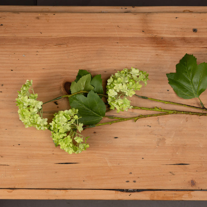 Green Viburnum Spray