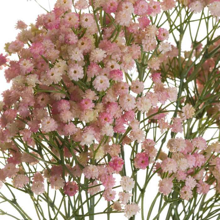 Pink Babys Breath Gypsophilia