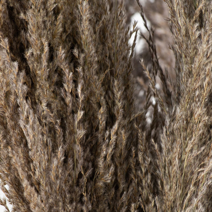 Natural Pampas Grass Stem