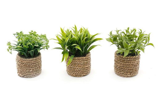 A Set Of Three Rope Effect Pots And Artificial Succulents - Kozeenest