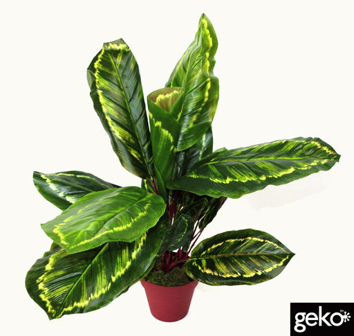 Artificial Medium 50cm Calathea Veitchiane Plant - Kozeenest