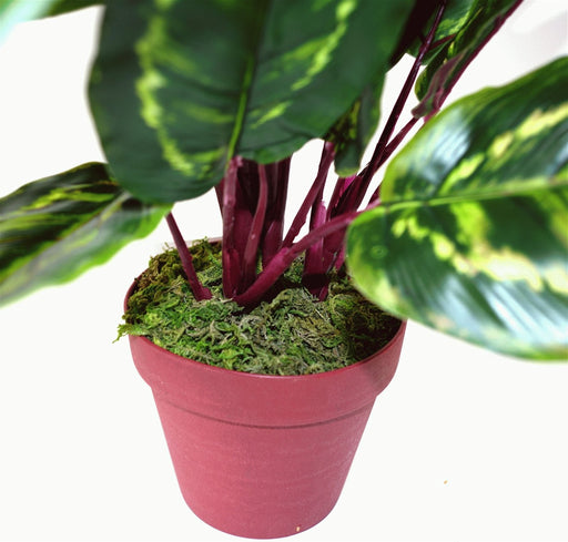 Artificial Medium 50cm Calathea Veitchiane Plant - Kozeenest