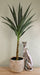 Artificial Single Trunk Yucca Tree, 80cm - Kozeenest