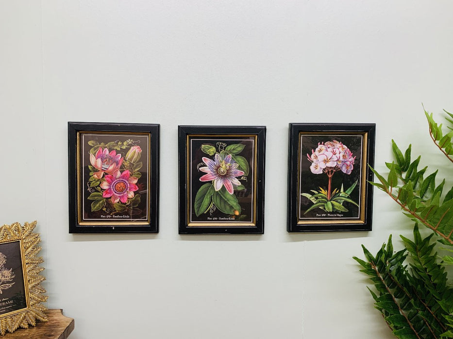 Botanical Framed Print 25cm - Kozeenest