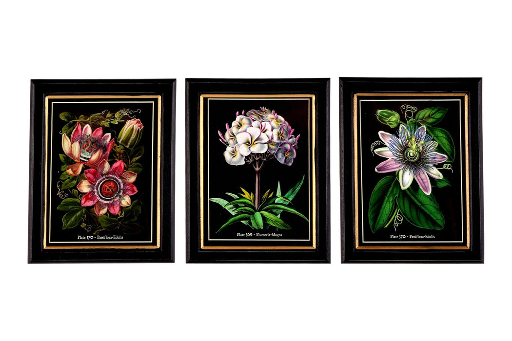 Botanical Framed Print 25cm - Kozeenest