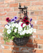 Cast Iron Hanging Basket Wall Bracket With Bird Feeder - Kozeenest