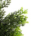 Cedar Topiary 58cm - Kozeenest