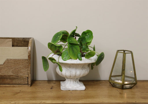 Classic Low Urn Planter - Kozeenest