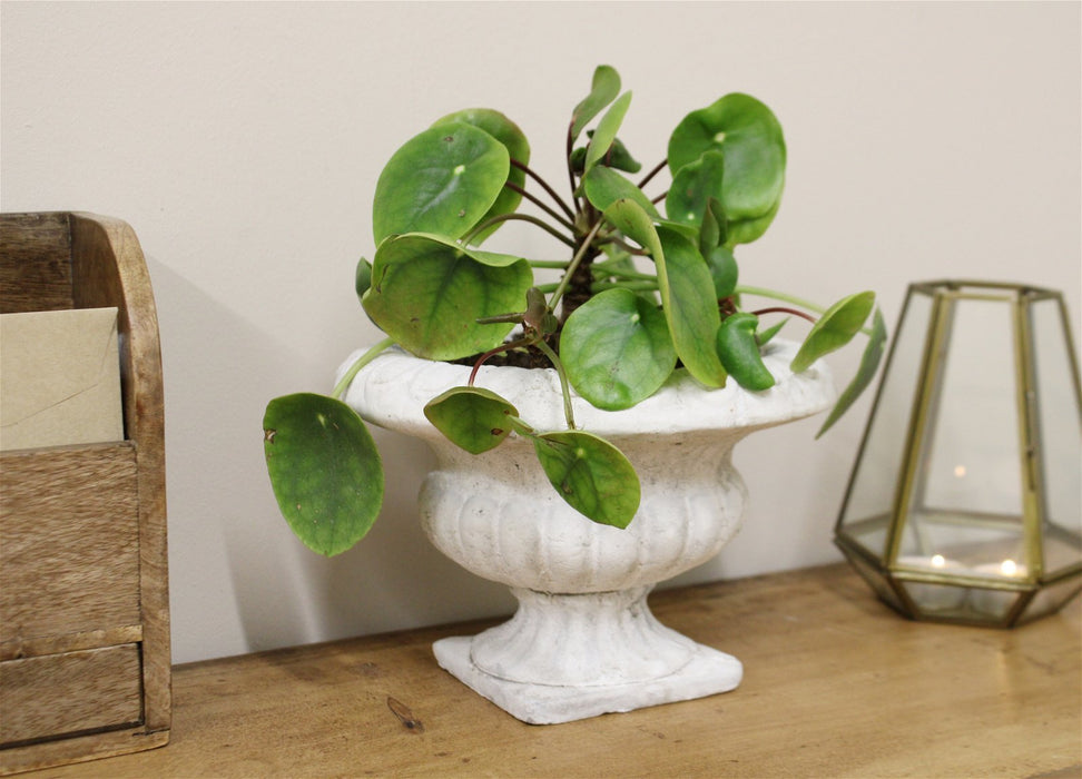 Classic Low Urn Planter - Kozeenest