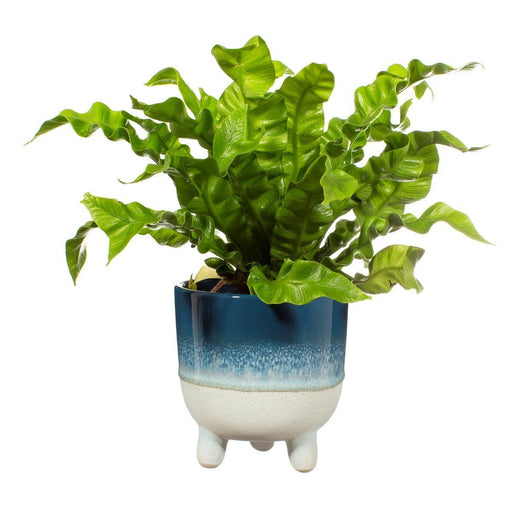 Mojave Glaze Blue Large Planter - Kozeenest