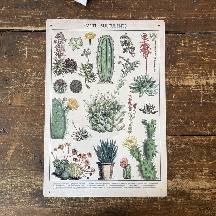 Vintage Metal Sign - Retro Cacti & Succulents Identification Picture - Kozeenest