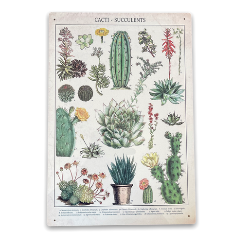 Vintage Metal Sign - Retro Cacti & Succulents Identification Picture - Kozeenest