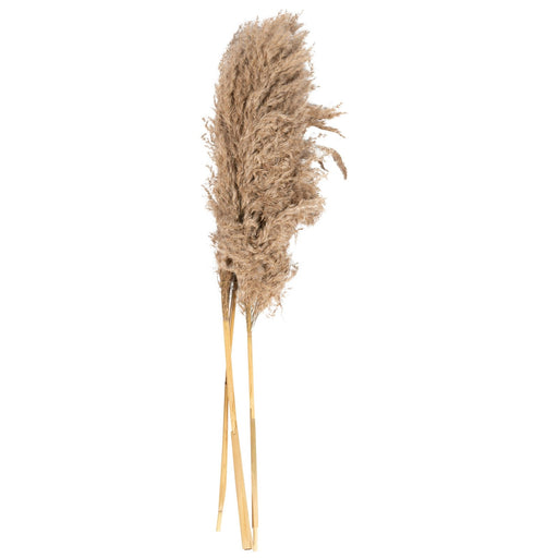 Naturally Dried Pampass Grass Stem 79cm - Kozeenest