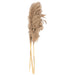 Naturally Dried Pampass Grass Stem 79cm - Kozeenest