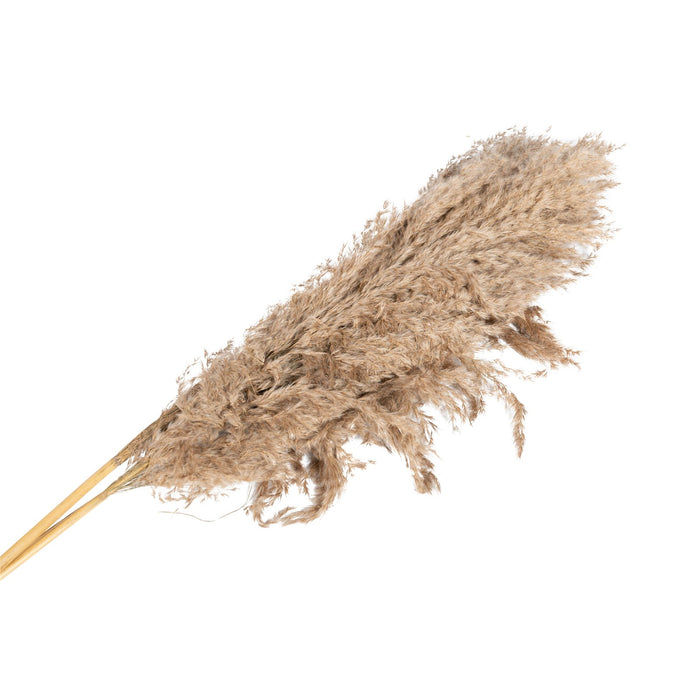 Naturally Dried Pampass Grass Stem 79cm - Kozeenest