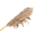 Naturally Dried Pampass Grass Stem 79cm - Kozeenest