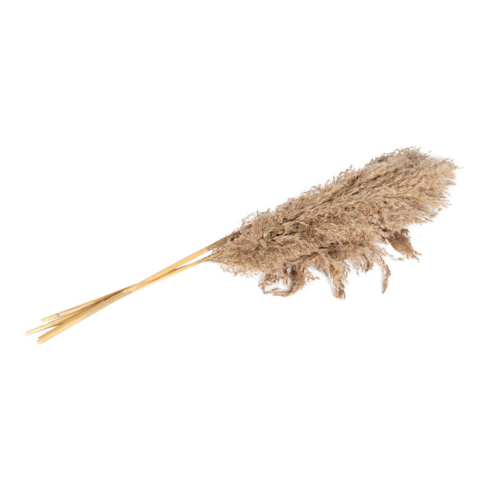 Naturally Dried Pampass Grass Stem 79cm - Kozeenest