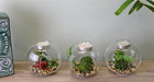 Succulent In Glass Terrarium with TeaLight Holder - Kozeenest