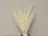 Set of Five Cream Led Pampas Grass Stems - Kozeenest