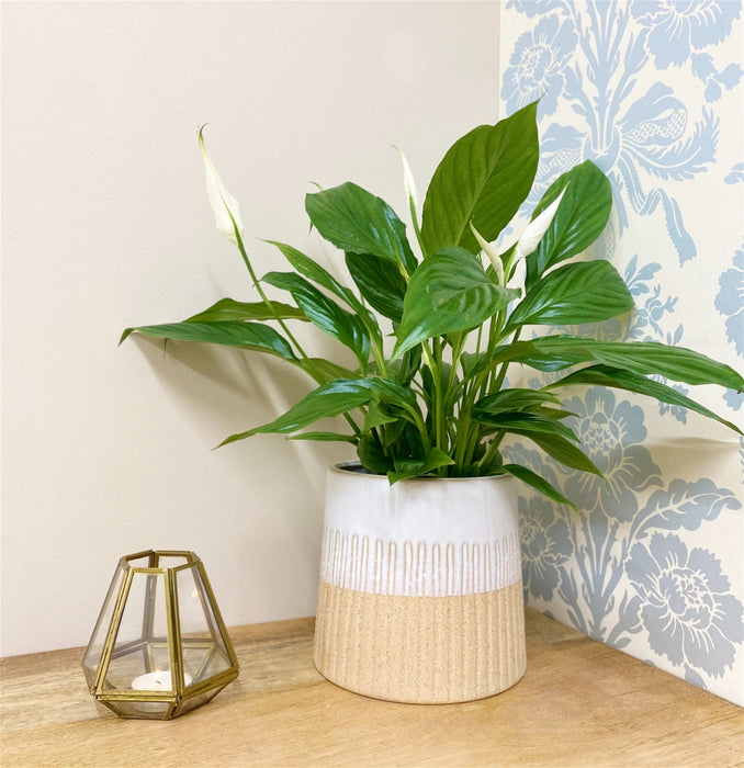 Two-tone Textured Ceramic Planter - Kozeenest