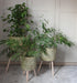 Set of Three Seagrass Planters On Stands - Kozeenest