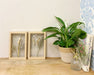 Pressed Flowers in Wooden Frames - Kozeenest