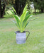 Vintage Style Metal Jug Garden Planter - Kozeenest