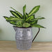 Vintage Style Metal Jug Garden Planter, Small - Kozeenest