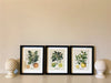 Set of Three Citrus Picture Frames - Kozeenest