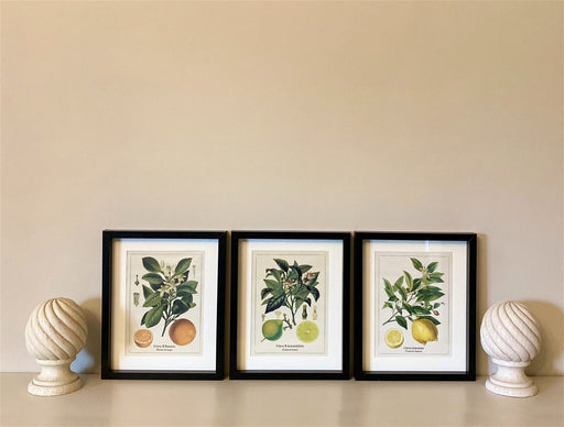 Set of Three Citrus Picture Frames - Kozeenest