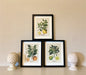 Set of Three Citrus Picture Frames - Kozeenest