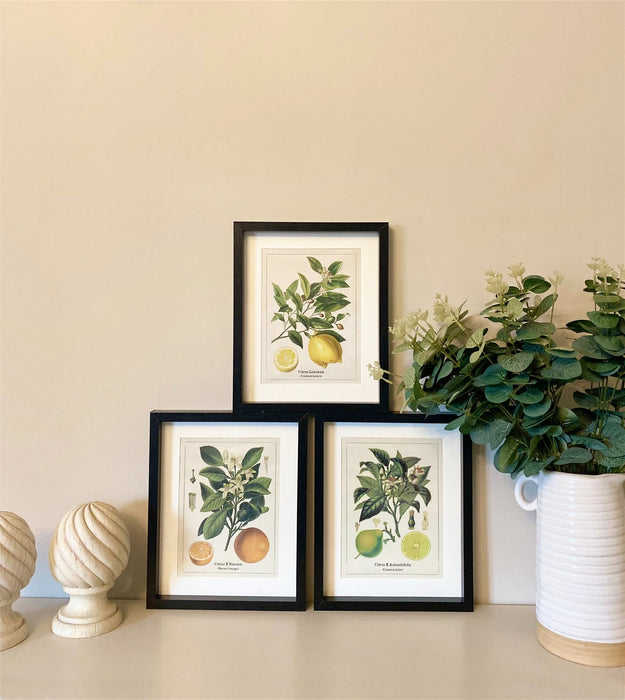 Set of Three Citrus Picture Frames - Kozeenest