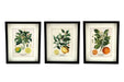 Set of Three Citrus Picture Frames - Kozeenest