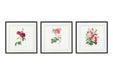 Set of Three Pink Rose Prints in Frames - Kozeenest