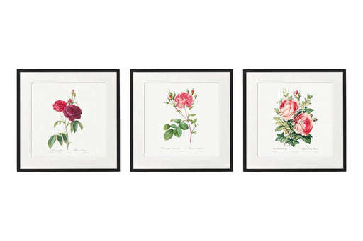 Set of Three Pink Rose Prints in Frames - Kozeenest