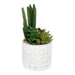 Succulents In Aztec Embossed Pot - Kozeenest