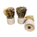 Set of 3 Dried Grasses In Ceramic Pots - Kozeenest