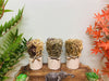 Set of 3 Dried Grasses In Ceramic Pots - Kozeenest