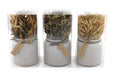 Set of 3 Dried Grasses In Ceramic Pots - Kozeenest